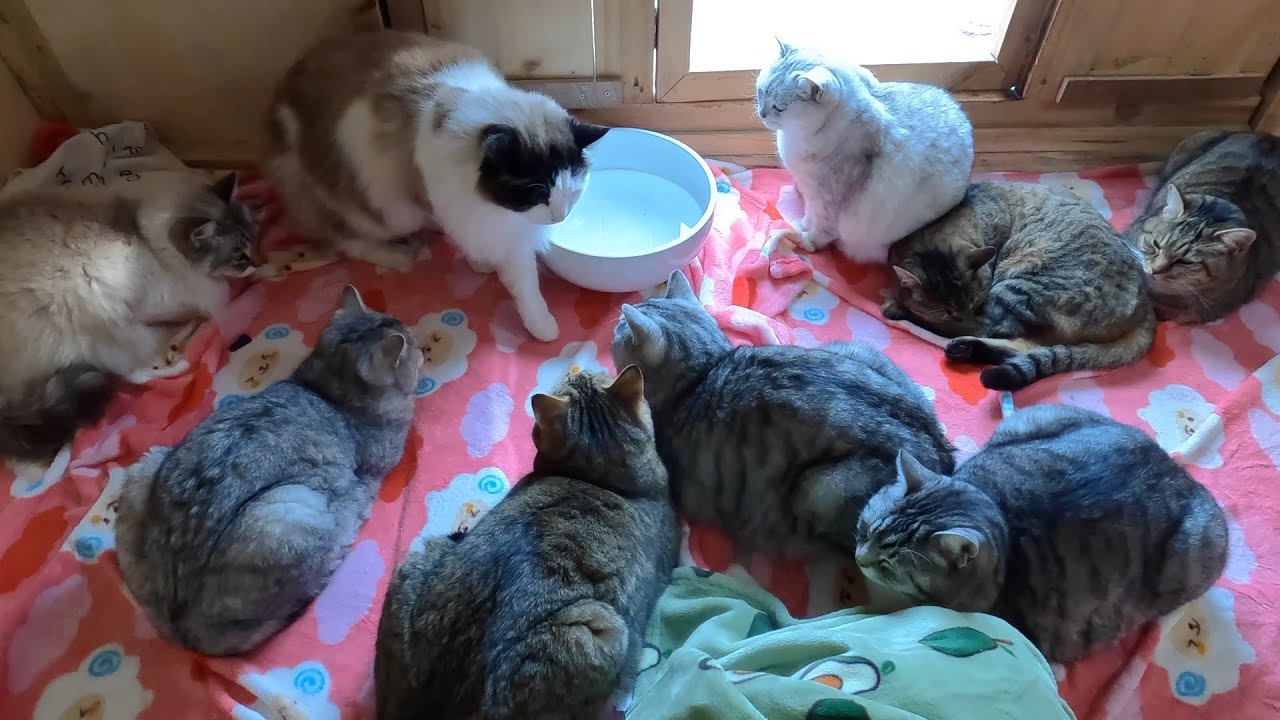 온돌방 텃세에 갈 곳 잃은 고양이