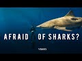Face your fears  swimming with sharks  dylan efron