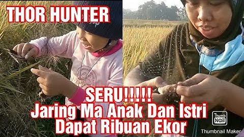 #jaring#burung#Jaring Burung Emprit Bersama Anak Dan Istri Dapat Ribuan Ekor