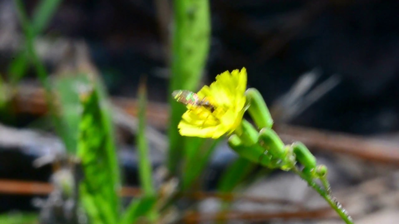 hooverfly drinking nectar