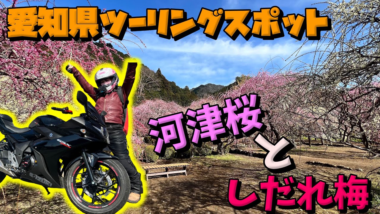 バイク女子 Gsx250rに乗って愛知奥三河のツーリングスポット 新城市で河津桜としだれ梅見てきたよ モトブログ Youtube