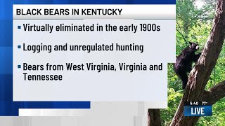 Good Question: Why are there so many bear sighting recently in Kentucky