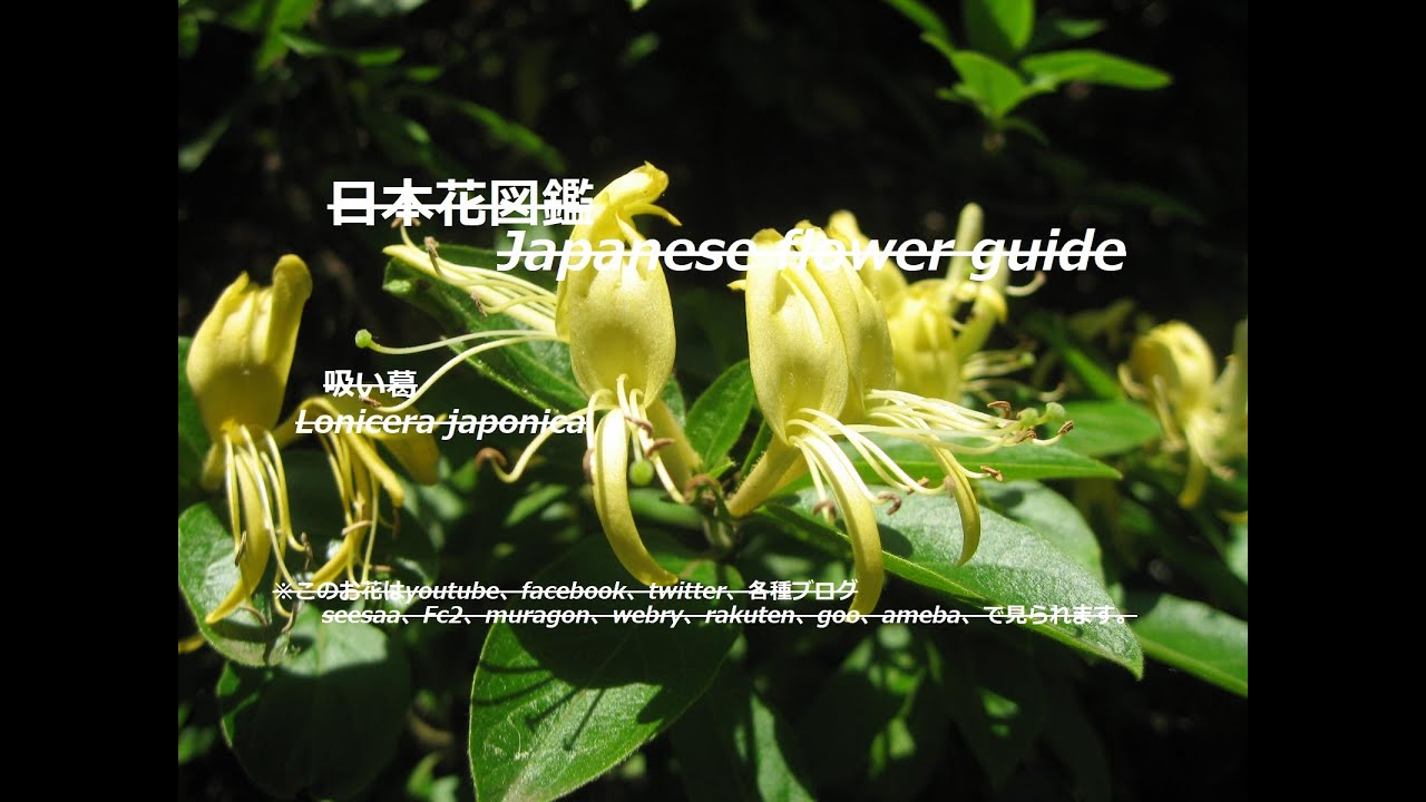 金銀草 Gold And Silver Grass 吸い葛 すいかずら Lonicera Japonica 季節の花 日本花図鑑 Japanese Flower Guide Youtube