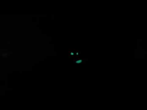 Wow check out the glowing eyes of these flashlight fish  