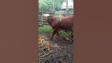 pedet super diel harga ekonomis #sapijember #duniarojokoyo #setiafarm