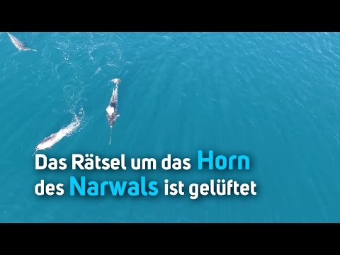 Video: Wofür verwenden Narwale ihr Horn?