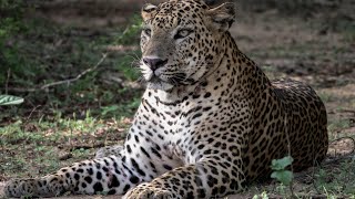 Sri Lanka - 12 days on Wildlife Safaris - Intrepid Travel (Wilpattu/Minneriya/Kaudulla/Kumana/Yala)