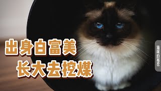 寒冬已至，你家暹罗猫“黑化”了吗？｜暹罗猫｜布偶猫｜喜马拉雅猫｜伯曼猫｜东奇尼猫｜重点色 by 萌控生活 cute-live 113 views 4 months ago 4 minutes, 26 seconds