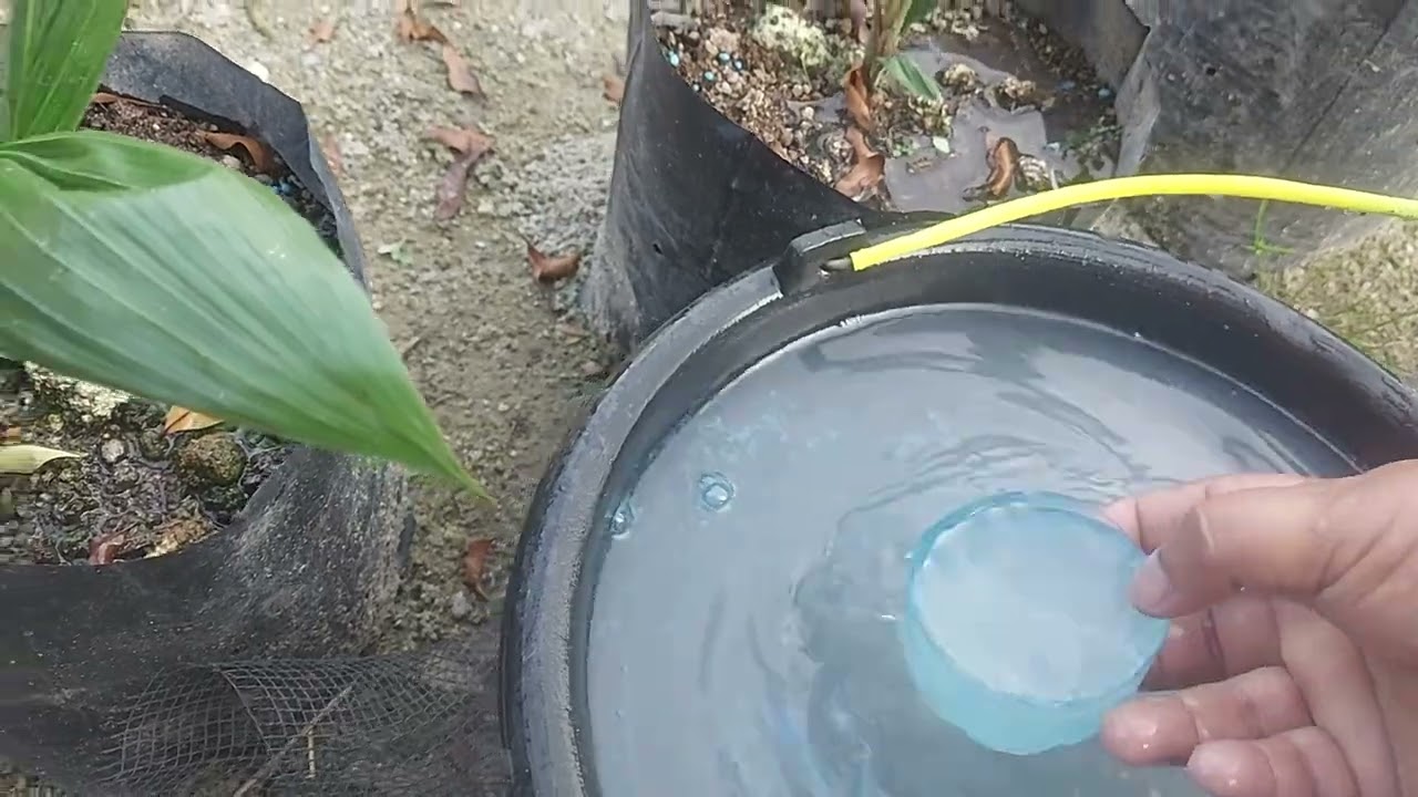 Pemupukan Dosis Rendah Tidak Masalah Asal Rutin ⛔️⛔️⛔️