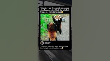 When red pandas feel threatened they do this.
