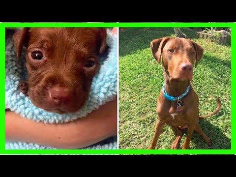 most common rescue dog breeds