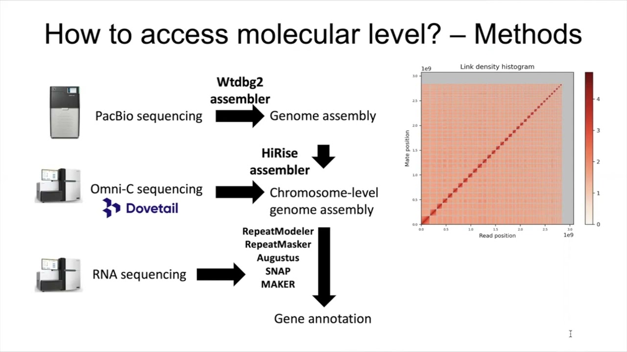 Whole genome duplication and gene evolution in the... - Sarah Farhat - EvolCompGen - ISMB/ECCB 2023