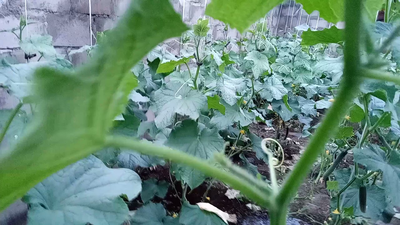 өргөст хэмхний хавчаар.