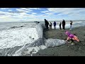 Large whale washes ashore at Anchor Point