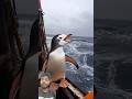 Cute chhota penguins 🐧🐧#penguins#birds#animals#shorts#trending#viral#cute#beautiful#chhota