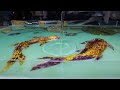 how to make dry flower fish shaped for epoxy resin art | OHE