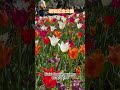 国営昭和記念公園チューリップ