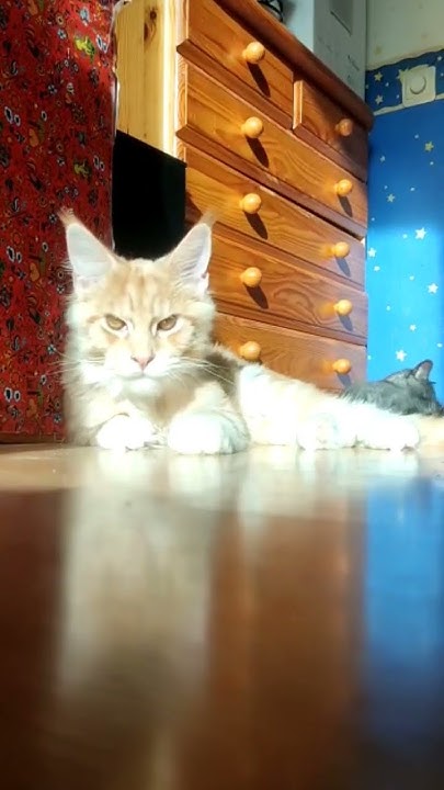 #страшилка #лунтик #пирожок #руки #мейнкун #котенок #котята #котики # ...