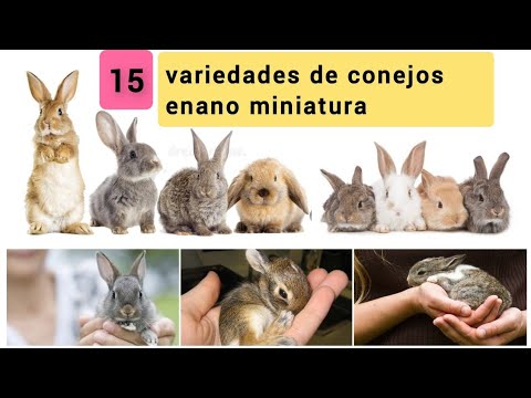 Las 15 Razas de conejos más pequeño en el mundo. hqdefault