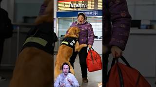 Perro Arriesgó Su Vida Para Salvar A La Estación