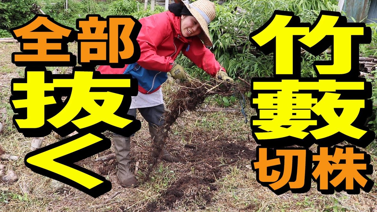 The bamboo stumps that were completely cut down two years ago are