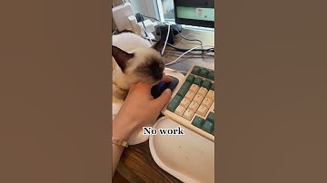 If every day could be a weekend!😖#shorts #shortvideo #shortsfeed #siamese #cat #funnycats #cute