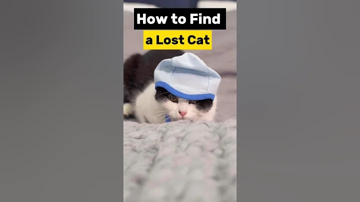 Watch the video about How to find a lost CAT 🐱 #youtubeshorts #cat #animals