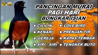 🔴 Pancingan Murai Batu Pagi Hari Full Isian Tembakan Kasar Murai Lain Pasti Emosi
