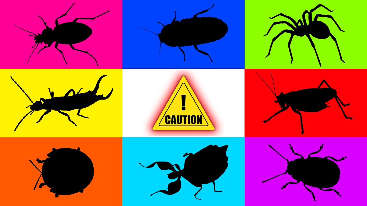 Насекомые: золотистый черепаховый жук, жук-бум, кузнечик, мадагаскарский таракан, листоед, жук-таро.