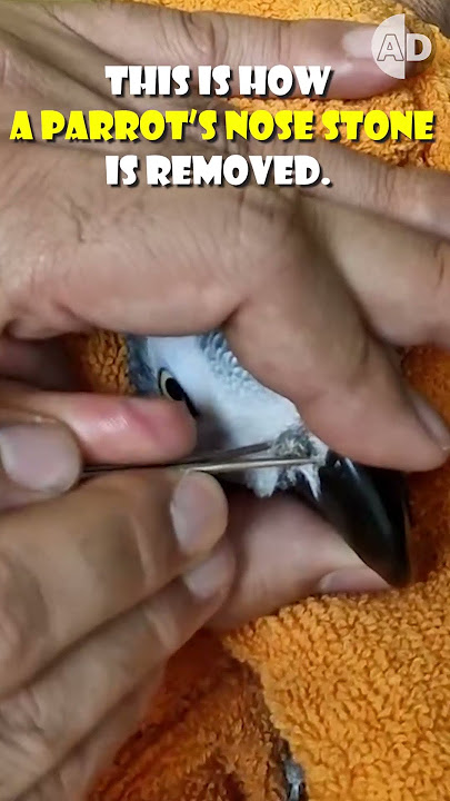 Cara Aman Melepas Batu Hidung dari Burung Beo #hewan Cara Aman Melepas Batu Hidung dari Burung Beo #hewan