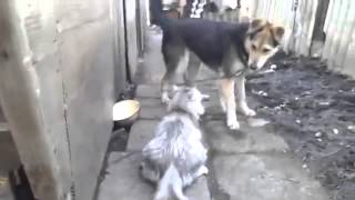 Кошки не любят собак! Кошки не любят собак!