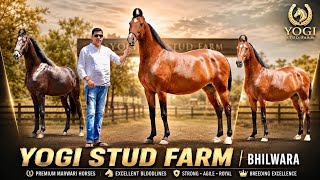 भीलवाड़ा का Yogi Stud Farm देवसेना के साथ अब सुर्खियों मे 