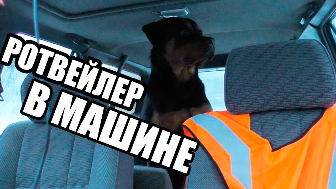 Кричит в машине