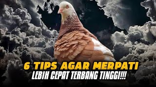 6 TIPS AGAR MERPATI CEPAT TERBANG TINGGI DAN CEPAT‼️