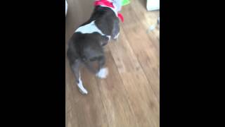 A Typical Staffy Welcome Home