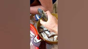 Cá suối Tây Bắc