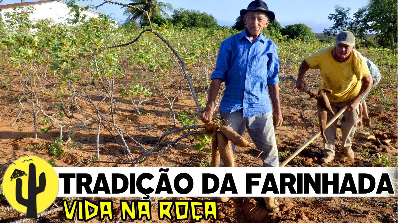[VIDA NA ROÇA] Arrancando a Carregando a Mandioca, Amâncio preserva a Tradição da Farinha -Parte 01🌵