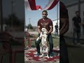 Adorable pals caught playing together #cutepets #dogandcat #viralshorts