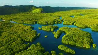 The Way of the Rain | Reflections on Earth |  The Amazon Rainforest 