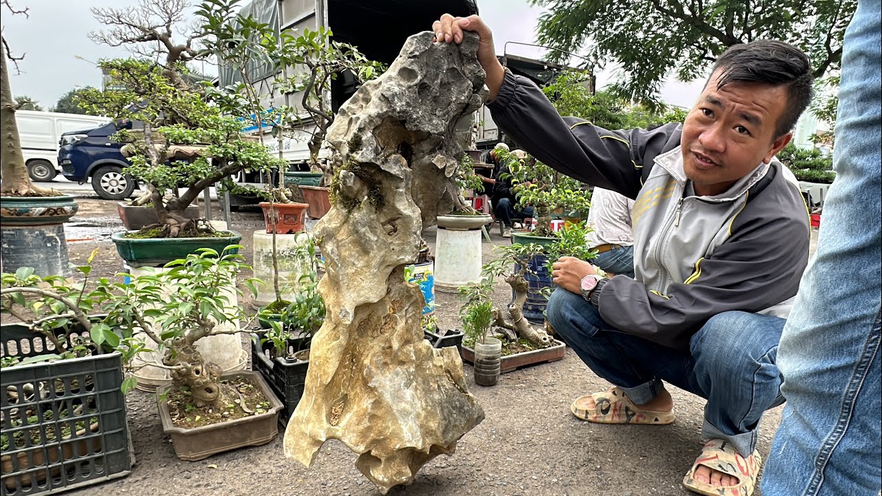 CẶP SANH KHỦNG BÓNG CỰC ĐẸP - ỔI SAI QUẢ GIÁ 2 CỦ 4, BONSAI GIÁ RẺ HÀ NỘI