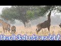 Nilgai Age Se Unchi Kyon Hoti Hai ? #wildcow, #techearth,