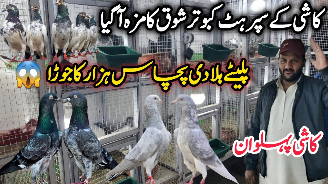 Supar Hit Kabootar Khobsurat Collection🔥||  0332-193-7025 || High Gantry Pigeons 💯