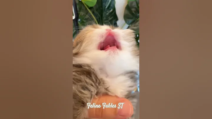 Video 10416441: cat funnycats kitten cutecat, meowing loudly cats kittens, cat meowing sound kitten, cat kitten cute funnycats, cat kitten cutecat funny