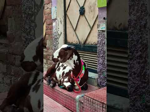 bakra eid bakra video #islamicstoriesinurduandhindi #bushraaamir