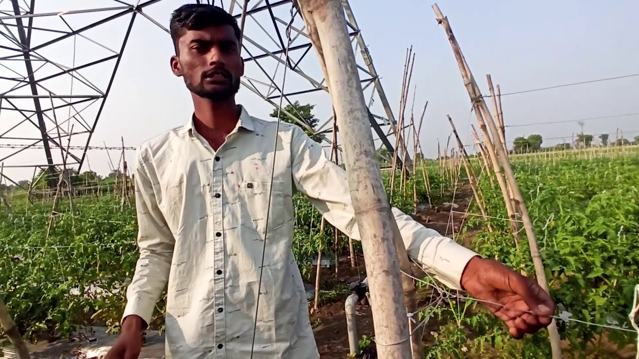 टमाटर (टोमॅटो) बांधणी कशी करायची । जुगाडू शेतकरी ।  Farmer Chetan Padole