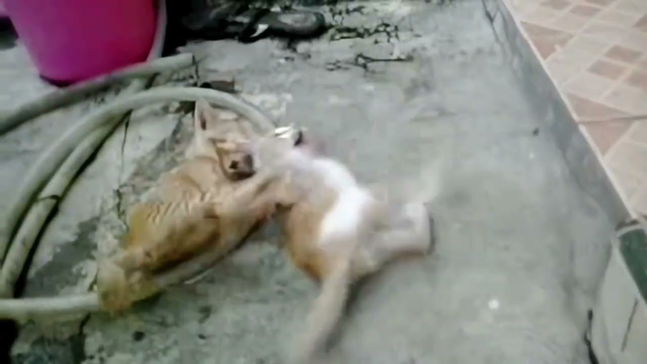 You Won't Believe This! These Kitten Fight Like Pros 