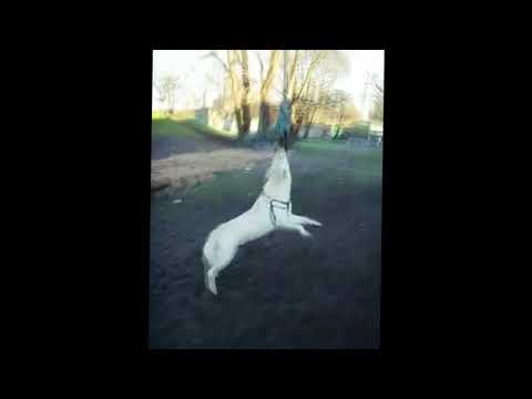 Interstellar Dog