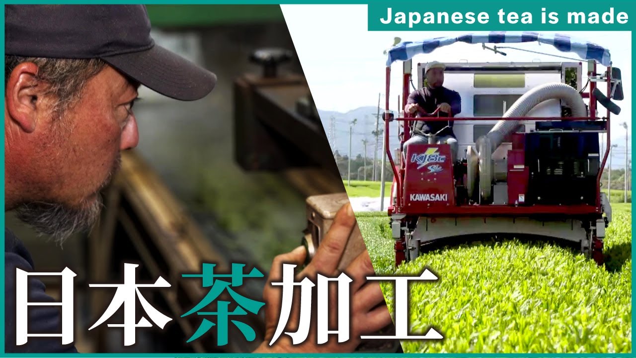 【お茶の工場】お茶ができるまで【丸東製茶】（Japanese tea is made）