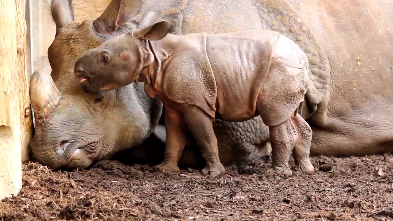 Playful Indian Rhino Calf At Three Weeks Old Youtube Playful Indian Rhino Calf At Three Weeks Old Youtube