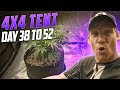 Week by week guide to growing for beginners spiderfarmer 4x4 tent se7000  1 giant plant